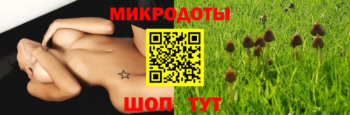 Псилоцибиновые грибы Psilocybe Черногорск